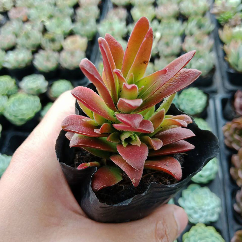 Sen đá tứ phương độc đáo