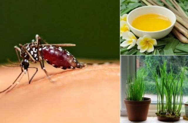 Phương Pháp An Toàn Để Đuổi Và Diệt Muỗi Hiệu Quả