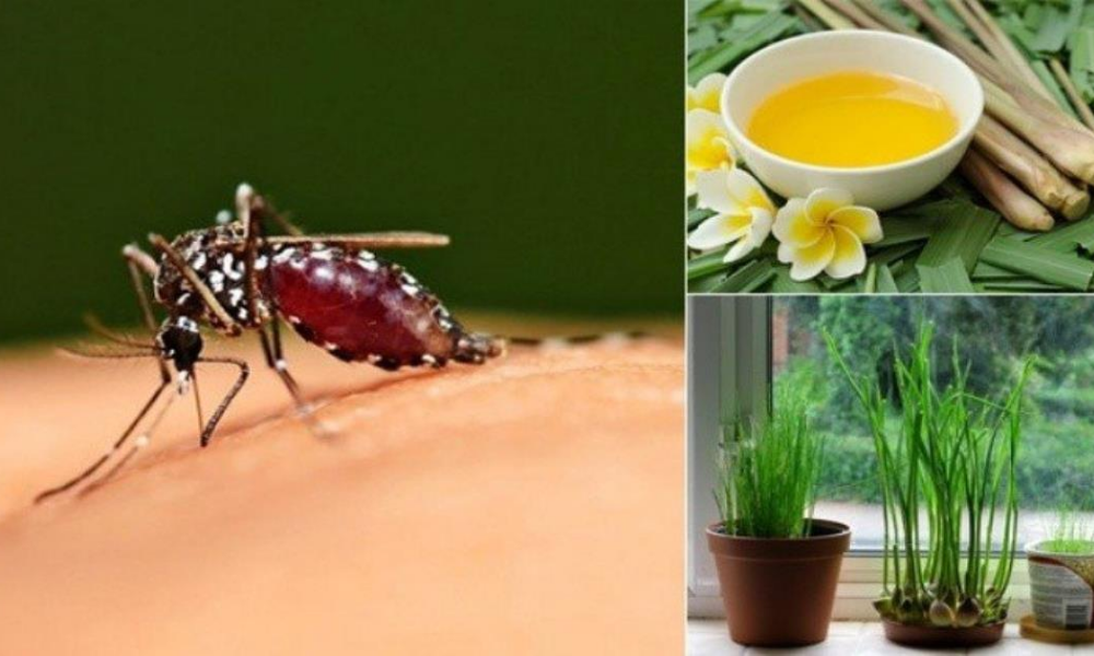 Phương Pháp An Toàn Để Đuổi Và Diệt Muỗi Hiệu Quả
